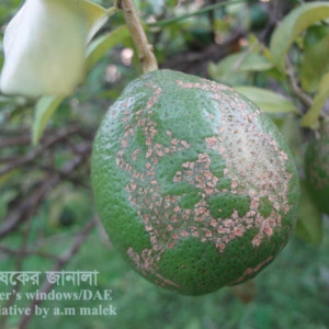 মালটার ক্যাংকার রোগ